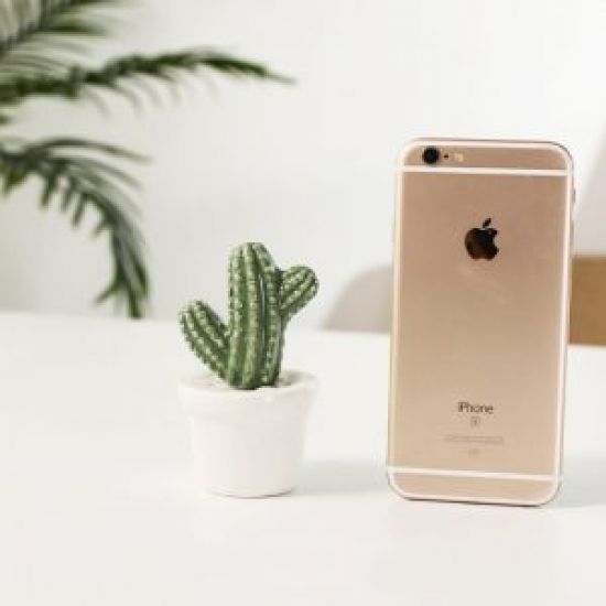 Cây Xương Rồng Mini CC02